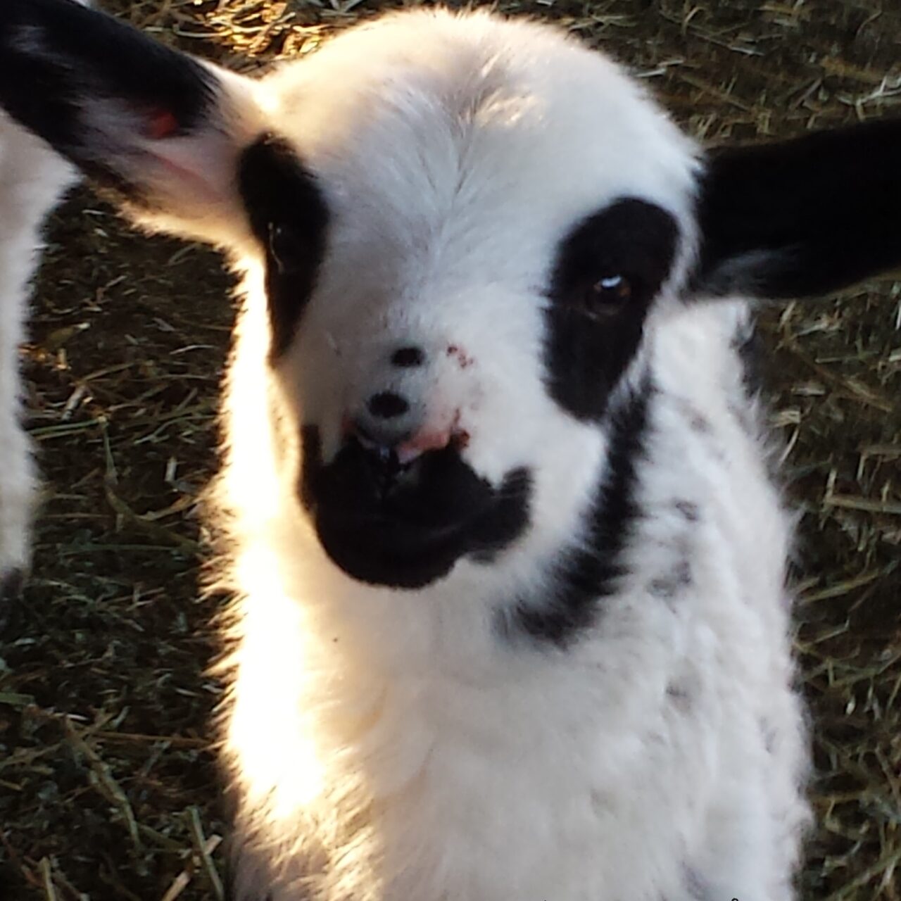 Navajo-Churro Sheep Association - Navajo-Churro - America's First Sheep