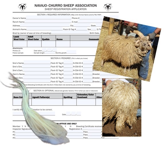 Single Sheep Registration Form
